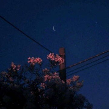 适合中年人做的微信花朵头像,个性头像图片