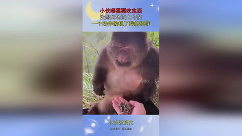 小伙喂猩猩吃东西,没想到场面太好笑,一个动作像极了我的领导