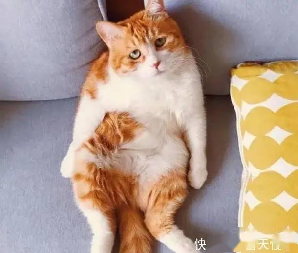 知道了猫咪的这个冷知识以后,我用猫鼻子给手机设置了一个指纹锁
