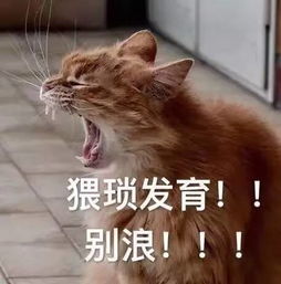 一大波小猫咪表情包萌萌哒动态图