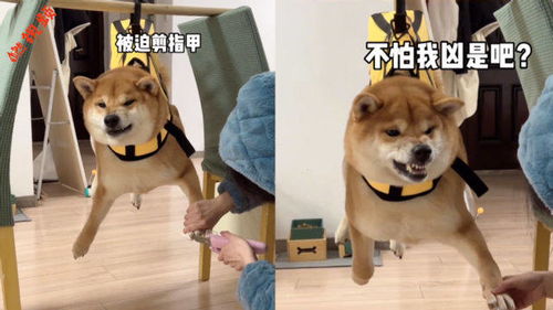 搞笑的狗表情包爆笑