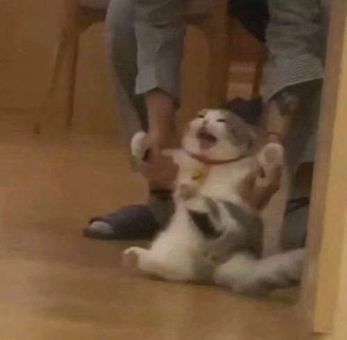 搞笑表情包,上学焦虑症