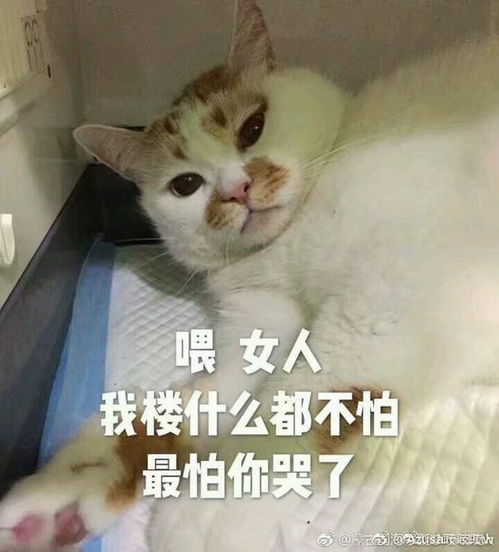 小猫咪表情包,简直可爱炸了百度贴吧超可爱猫咪表情包