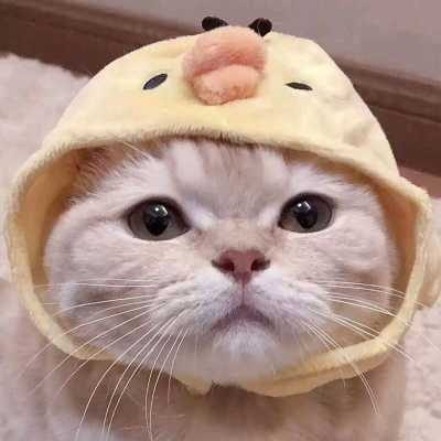 猫的情侣头像一左一右一对两张不带人猫咪情侣头像
