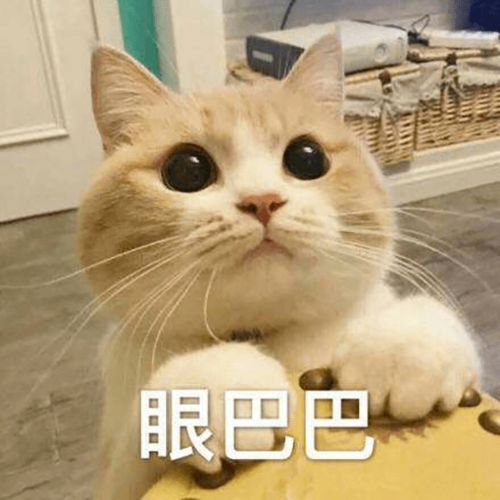 猫猫表情包大合集,一整周都不用打字啦