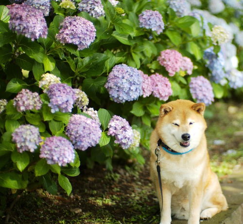 柴犬笑可比笑小萨酷可比二哈