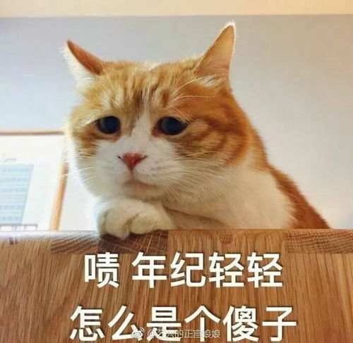 这是一条可爱搞怪的表情包合集
