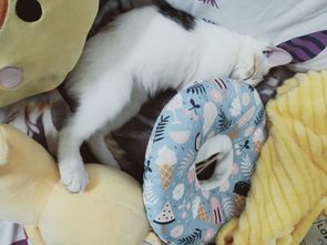猫咪放肆睡觉,可爱动作加上轻松的表情,梦里应该有我的身影吧