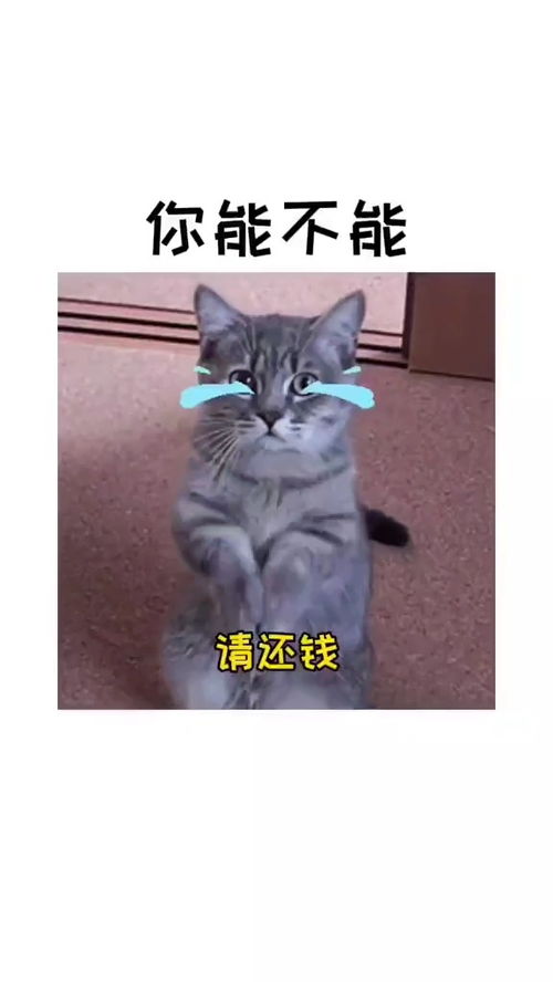 你能不能表情包搞笑视频经典段子情侣夫妻