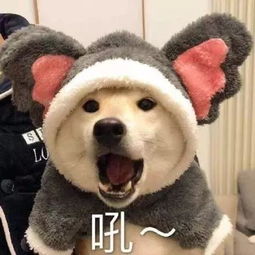表情包今天有没有想我鸭