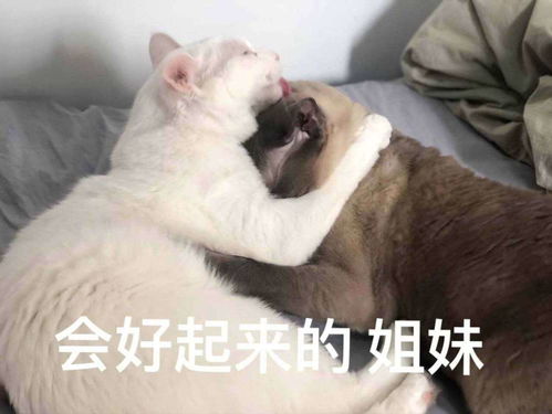 搞笑表情包文案女孩子