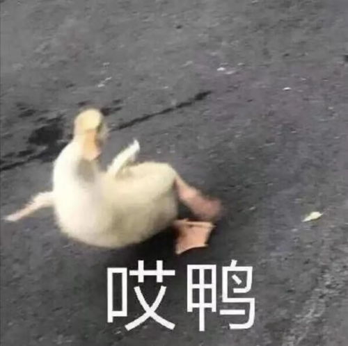 卦爻单解22六十四卦之遁大壮大壮