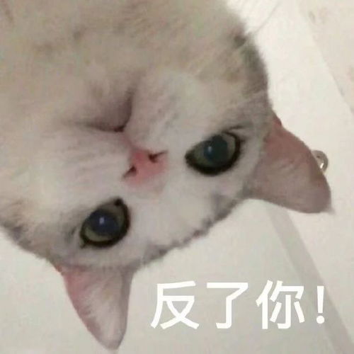 表情包图片最新热门的搞笑