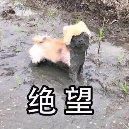 被打表情包受伤搞笑图片野生动物