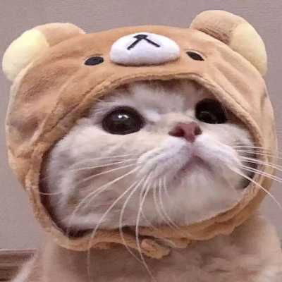 萌猫头像图片大全真猫超萌可爱图片2020
