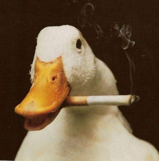 搞笑动物图片家里来了个小帅哥,我要赶紧回家看看去