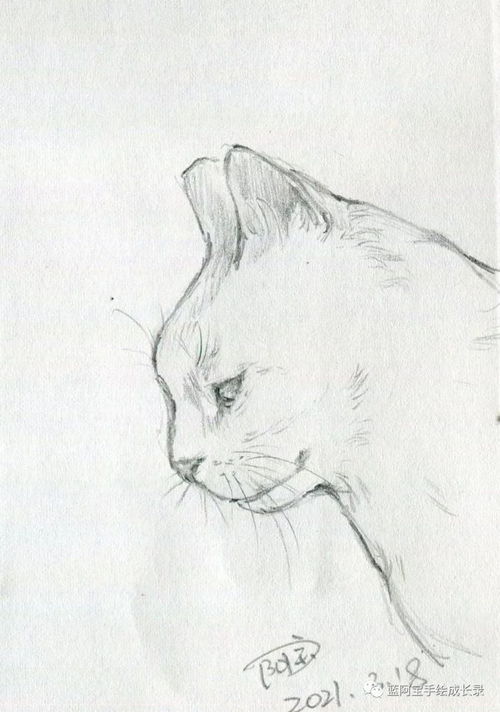 继续来画猫咪速写