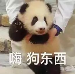 拿走不谢适合朋友圈评论发的50个沙雕表情包