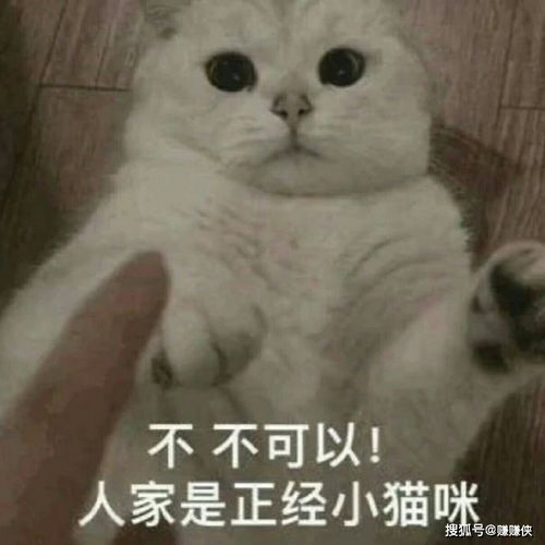 搞笑表情包图片你好可爱鸭