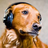 给狗听音乐套路表情包微信头像图片大全