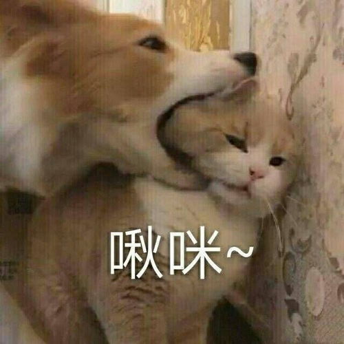 沙雕搞笑文案