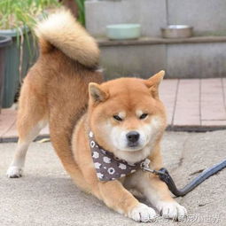 柴犬被主人摆出超爆笑表情,反差萌可爱样子超治愈