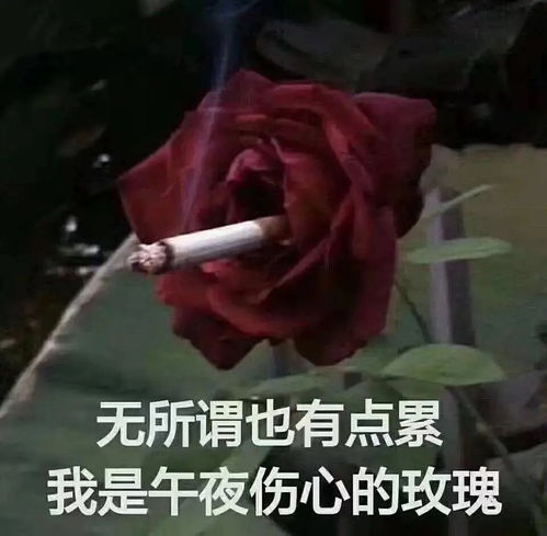 我喜欢的明星过于单纯