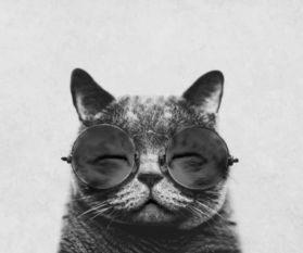 程苏豪卡通猫星人头像