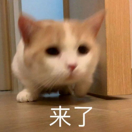 你好表情包动图打招呼