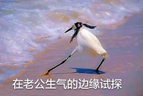 努力的表情包搞笑图片试探