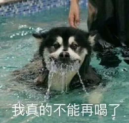 猫狗系列斗图表情包望咩望,死靓仔