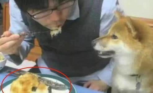 主人警告柴犬禁止拆家,当着它的面,把狗头端上桌,柴犬反应笑喷了图片