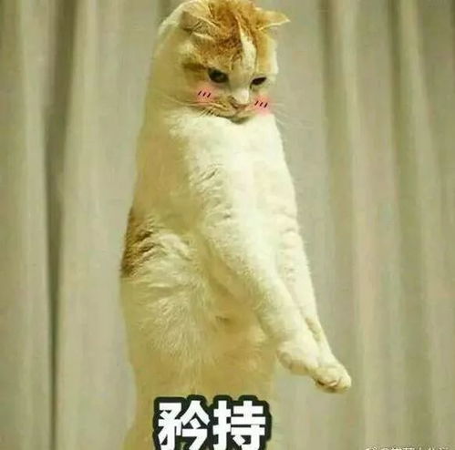 搞笑表情包带字猫咪
