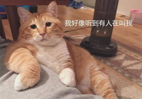 白猫心情不好欺负大橘,反被按在地上教育,大橘橘势已定