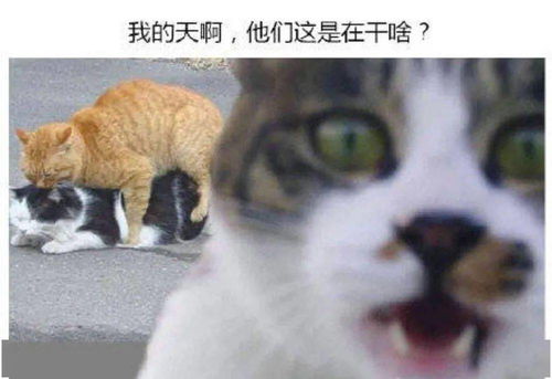 今天的表情包不存也罢