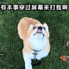 萌宠有趣狗狗表情包你是不是近视了,否则为什么看不到我喜欢你