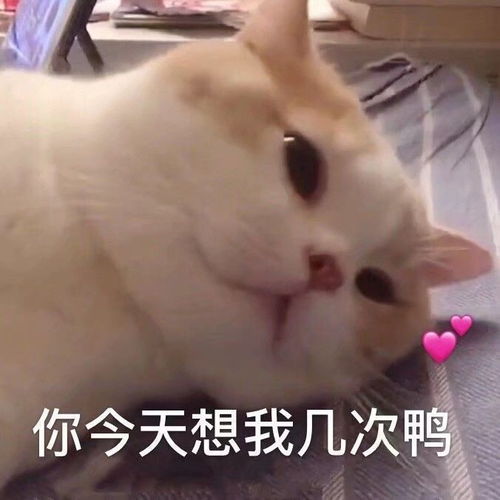 表情包你是我见一个爱一个里最爱的一个