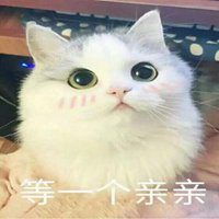 猫咪乖巧表情包微信头像图片大全