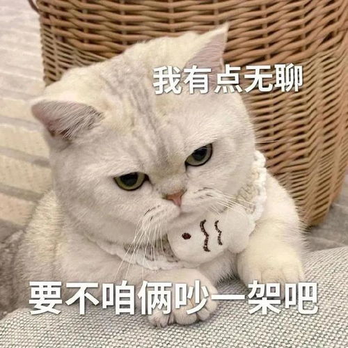 超甜的猫猫表情包报告今天也超想你的