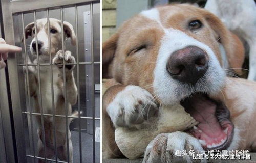 这10张狗被收养前后的对比照看着真扎心,谁又能狠心抛弃它们呢