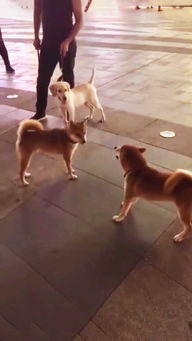两只柴犬完美诠释狗仗人势,前后表情对比,让众人笑出猪叫声