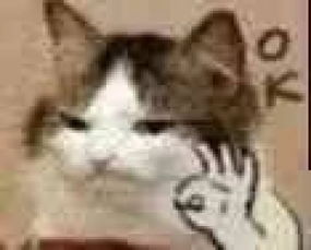 猫咪表情包第二波丨美丽的皮囊and有趣的灵魂,朕都有
