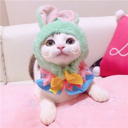 超萌猫咪情侣头像天使想给海豚一个吻
