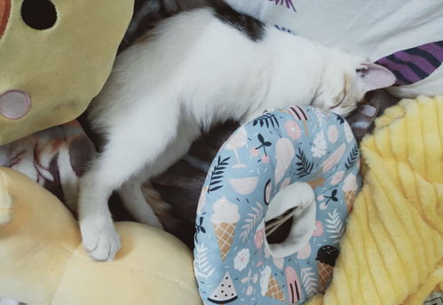猫咪放肆睡觉,可爱动作加上轻松的表情,梦里应该有我的身影吧
