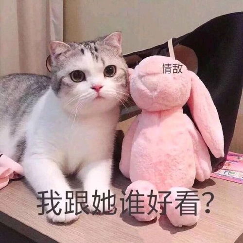 最新热门可爱搞笑表情包图片新的一天,冲鸭,怪不好意思的