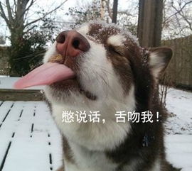 求哈士奇表情包图片