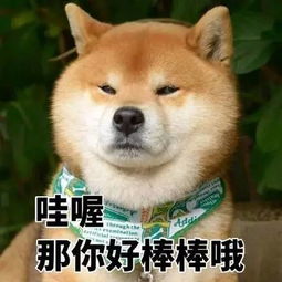 在表情包这场战争中,戏精柴犬完胜二哈