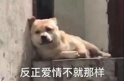 202114单身狗文案