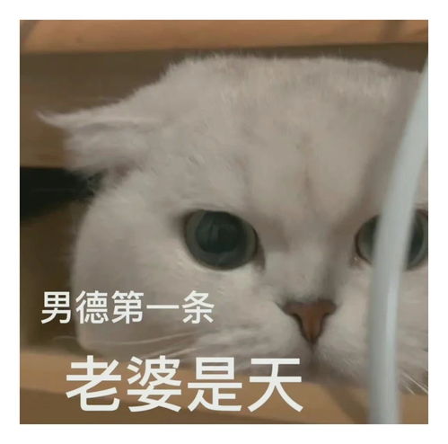 表情包一组有趣的表情包51期