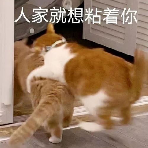 网易订阅